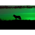 Night Vision for Wildlife Observation